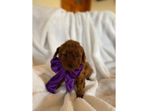 Irk ve sağlık garantili kore poodle bebekleri