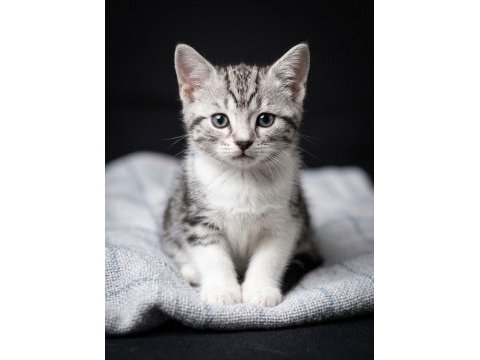 Safkan british shorthair (silver & white) bebekler