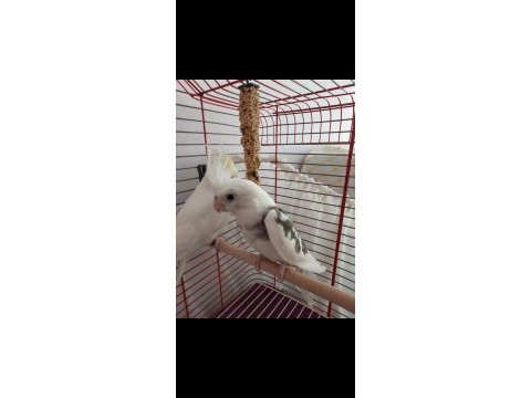 Wf sultan papağanı 2 aylık