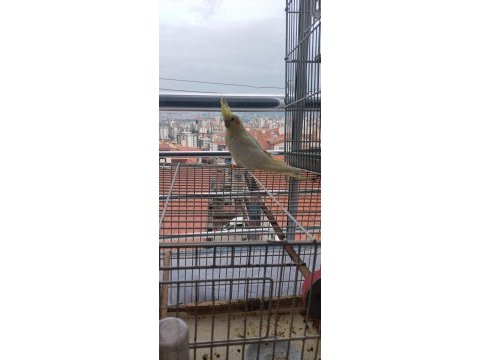 Lutino kırmızı göz sultan papağanı