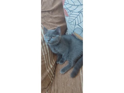 Ücretsiz 4 aylık british shorthair