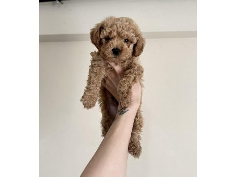0 numara red brown aşılı maltipoo yavrular