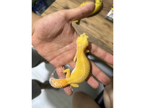 11 aylık dişi leopard gecko tramper sunglow