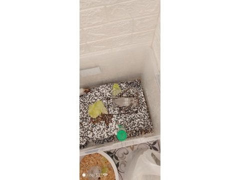 Hamster 2 adet yetişkin
