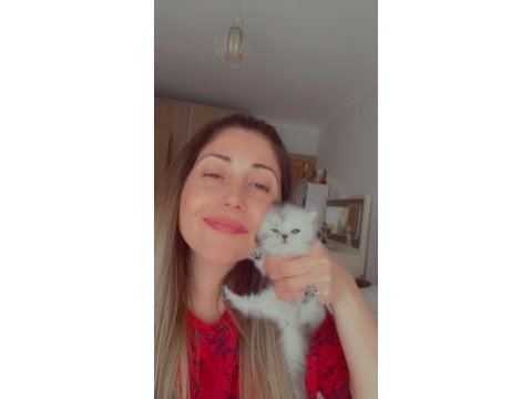 Sahiplendirme chinchilla