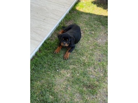 Şecereli ve şeceresiz muhteşem ırk rottweiler