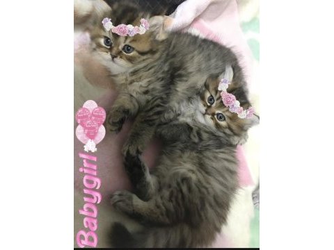 Safkan chinchilla