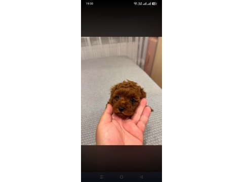 Kore toy poodle teacup