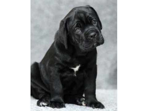 Safkan cane corso italiano