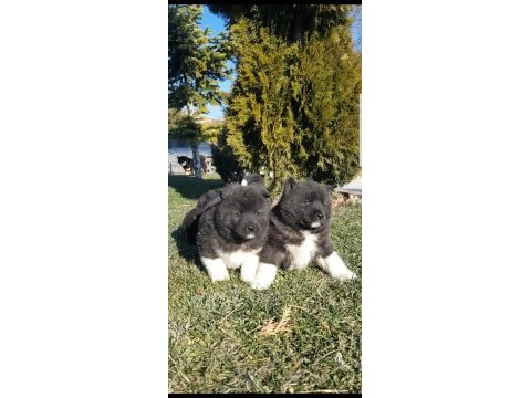 Safkan amerikan akita