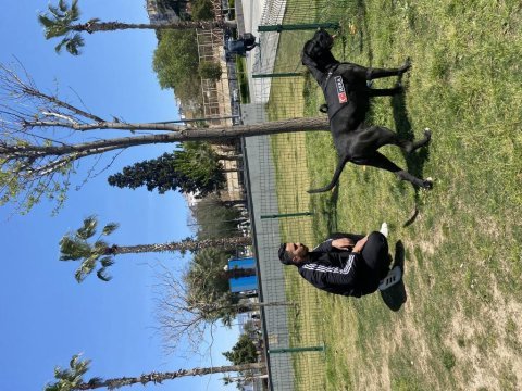 Eğitimli cane corso dişi 2 yaşında