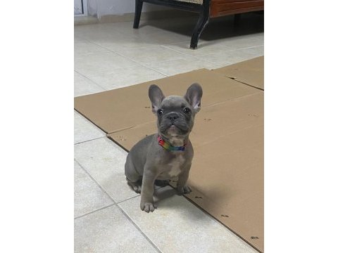 2.5 aylık french bulldog fawn