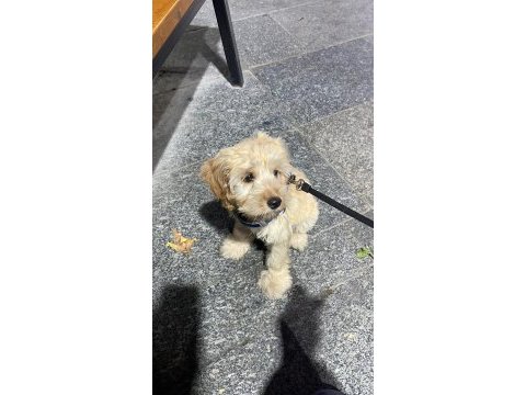 Goldendoodle