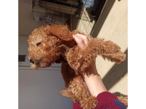 Yavru 2 aylık red brown toy poodle cinsi dişi bihter