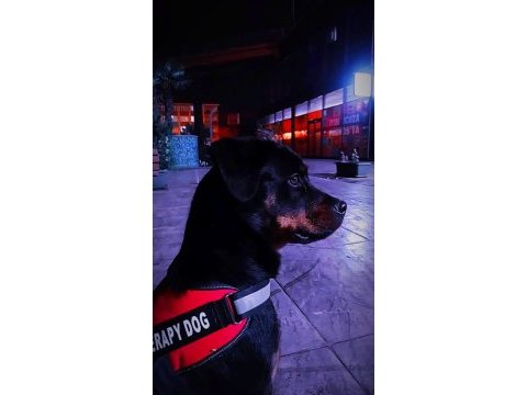 10 aylık dişi şampiyon yavrusu rottweiler safkan