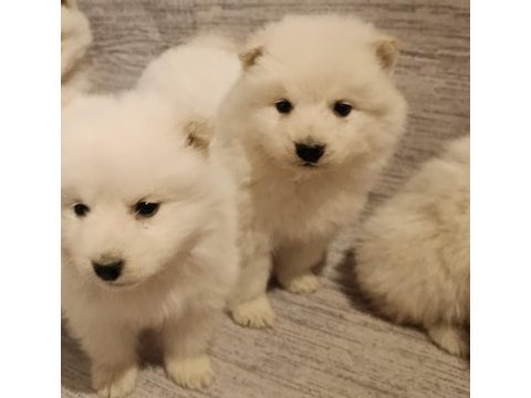 Safkan samoyed yavrular