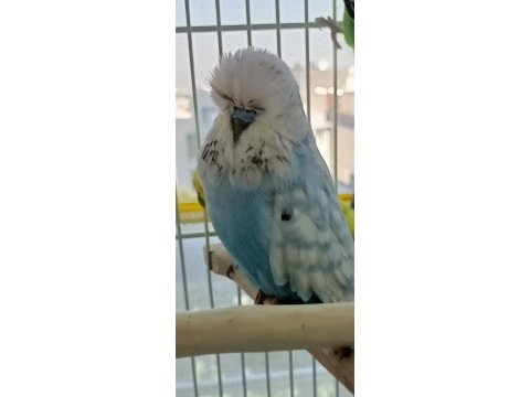 Şov jumbo erkek renk güzeli muhabbet kuşu