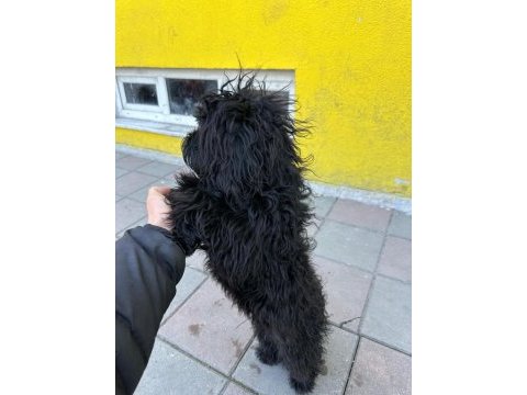 Maltipoo oğlumuz pablo