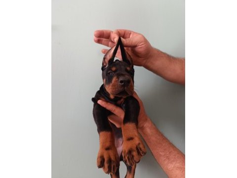 Üst düzeyde a şecere a kalite doberman