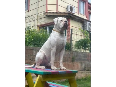 Güç sevenlere american bulldog yavrularımız
