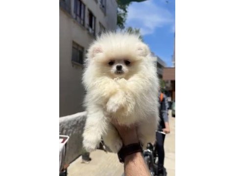 Pomeranian boo bebekler