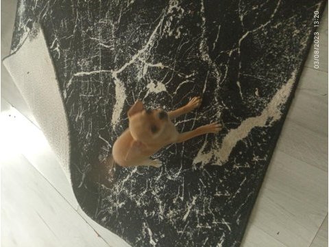 Küçük erkek şivava 1 tane kaldı