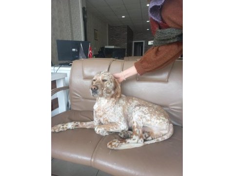 Eğitimli av köpeği