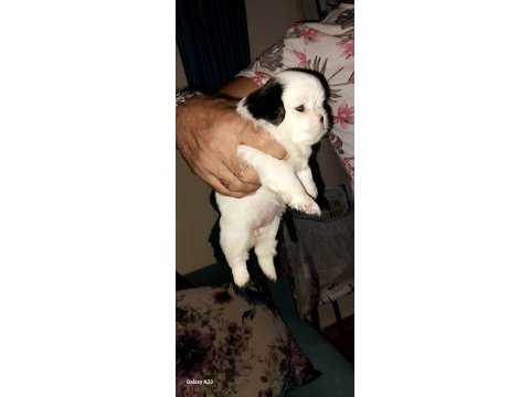 En güzel pekinez yavruları