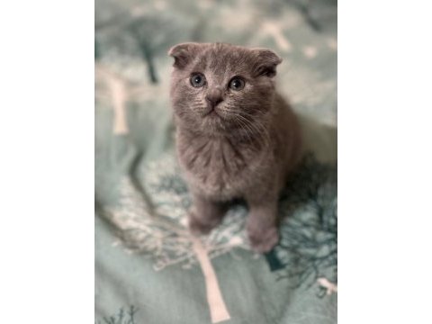 Erkek yavru scottish fold