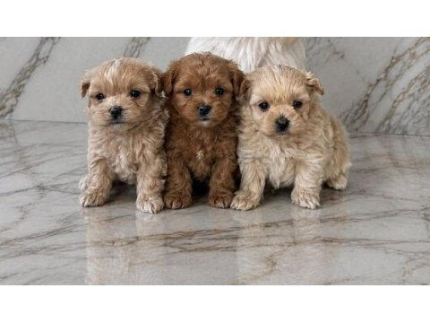 Kuşadasının en güzel maltipoo yavruları