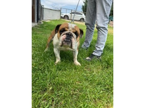 Erkek yetişkin ingiliz bulldog