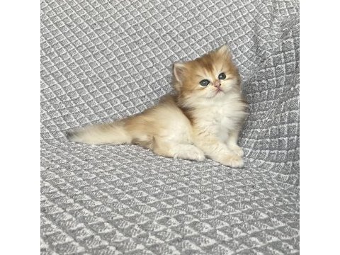 Full şecereli anne babanın oğlu teslime hazır