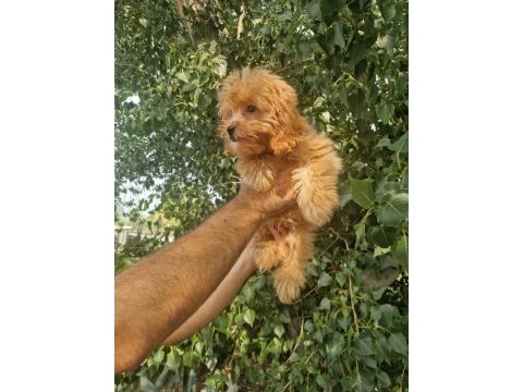 A kalite tüy dökmeyen maltipoo yavrular