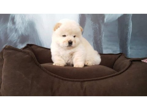 Ruhsatli çiflikten özel chow chow yavruları istanbul