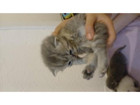 Scottish fold 1 aylık kediler