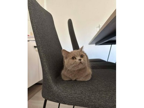 Lilac british shorthair kedimize aile arıyoruz.