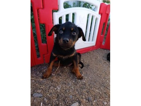 Rottweiler dişi yavrularımız