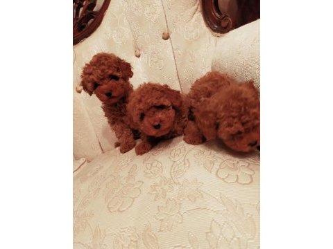 Show kalite redbrown kore toy poodle yavrularımız