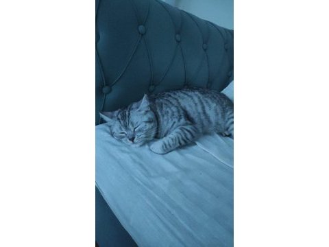 Cins kedimizi ücretsiz olarak sahiplendiriyoruz