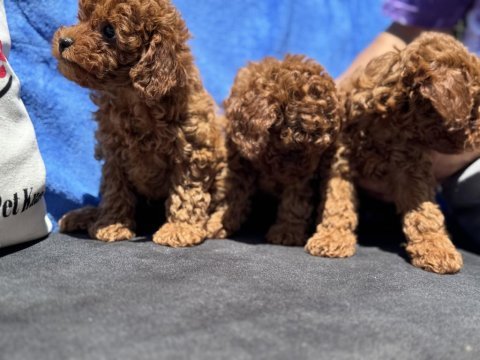 Show kalite kore toy poodle lar ziyarete açık