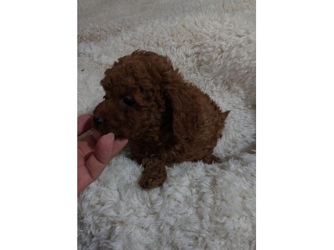 Red brown toy poodle