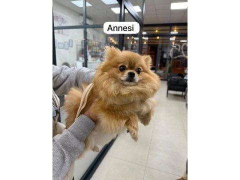 Ayı surat pomeranian boo