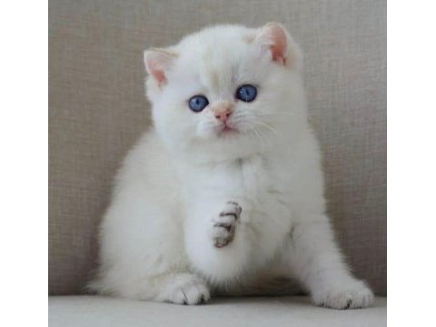 En sakin yavrulardan ns1133 british shorthair 