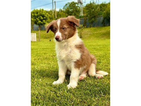 Border collie yavruları aşıları tam 