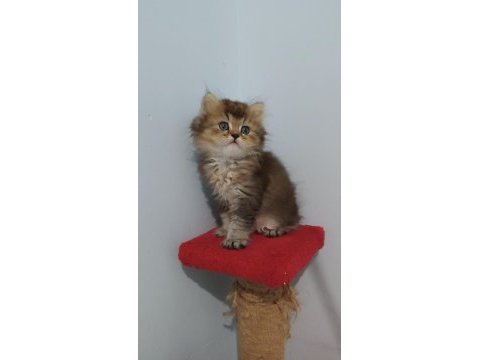 British longhair golden