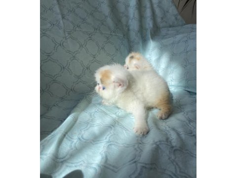 Şampiyon bebekler calico exotic shorthair