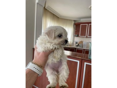 Aşılı garantili terrier bebekler uygun