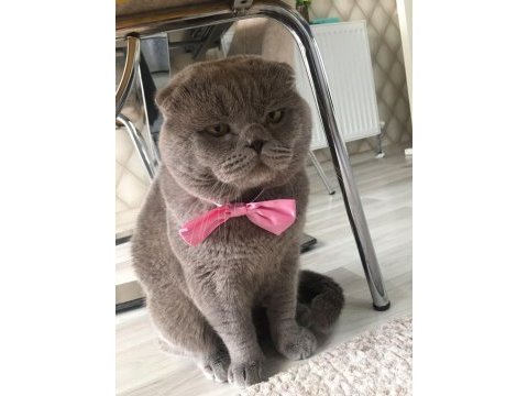 Scottish fold doby miz 3 yaşında erkek