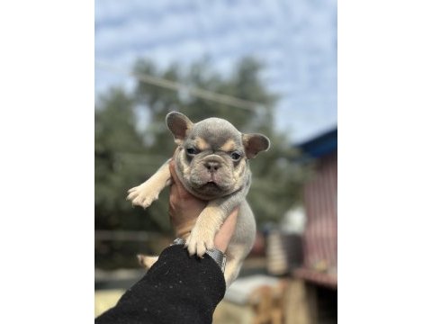 Egzotik french bulldog bebekler