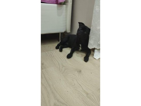 Redro pug (nadir kalan ırklardan)